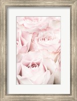 Pink Roses 5 Fine Art Print
