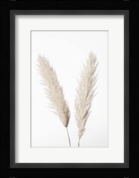 Pampas White Fine Art Print