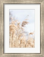 Grass Reed and sky 3 Fine Art Print