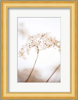 Soft Dried Flower Brown Fine Art Print