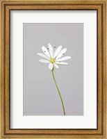 Small White Flower 1 Fine Art Print