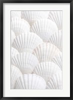 Shells 3 Fine Art Print