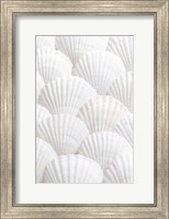 Shells 3 Fine Art Print