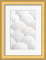 Shells 3 Fine Art Print