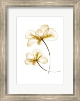 Pressed Flowers Fine Art Print