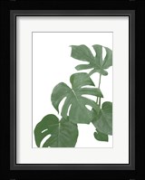 Monstera Aqua 3 Framed Print