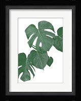 Monstera Aqua 1 Framed Print