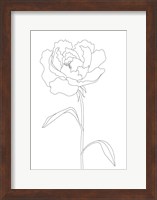 Peony Lines Fine Art Print