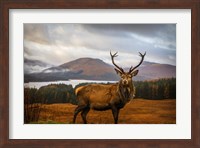 Scottish Stag Fine Art Print