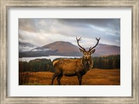 Scottish Stag Fine Art Print