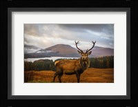 Scottish Stag Fine Art Print