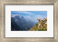 Alpine Ibex in the Mountains Fine Art Print