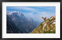 Alpine Ibex in the Mountains Fine Art Print