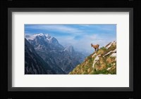 Alpine Ibex in the Mountains Fine Art Print