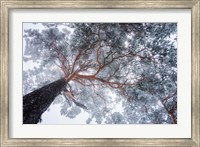 Winter Tree Lines Fine Art Print
