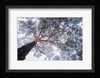 Winter Tree Lines Fine Art Print