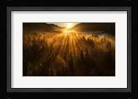 Aerial Shot of an Autumn Forest Fine Art Print