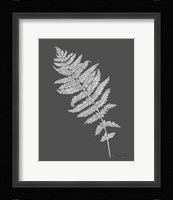 Neutral Fern on grey I Framed Print