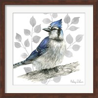 Backyard Birds I-Blue Jay Fine Art Print