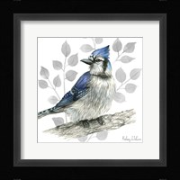 Backyard Birds I-Blue Jay Framed Print
