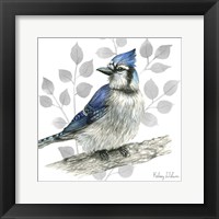 Backyard Birds I-Blue Jay Framed Print