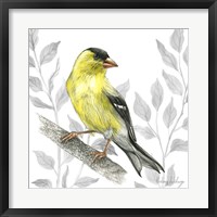 Backyard Birds III-Goldfinch I Fine Art Print