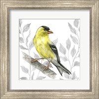 Backyard Birds III-Goldfinch I Fine Art Print