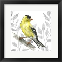 Backyard Birds III-Goldfinch I Framed Print