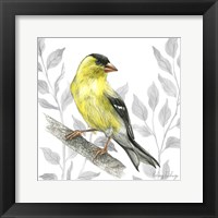 Backyard Birds III-Goldfinch I Framed Print