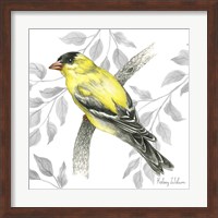 Backyard Birds IV-Goldfinch II Fine Art Print