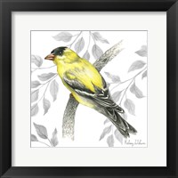 Backyard Birds IV-Goldfinch II Framed Print