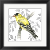 Backyard Birds IV-Goldfinch II Framed Print