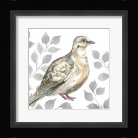 Backyard Birds V-Mourning Dove Framed Print