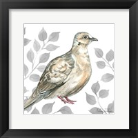 Backyard Birds V-Mourning Dove Framed Print