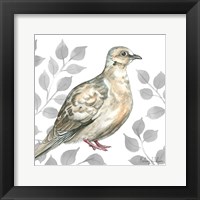 Backyard Birds V-Mourning Dove Framed Print