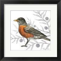 Backyard Birds VI-Robin Framed Print