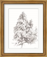 Whispering Pines 1 Fine Art Print