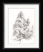Whispering Pines 1 Framed Print