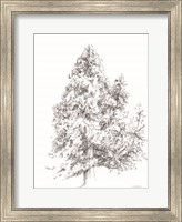 Whispering Pines 1 Fine Art Print