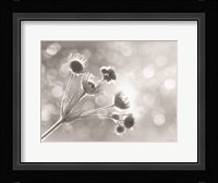 Wild Flowers I Fine Art Print