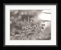 Wild Flowers III Fine Art Print