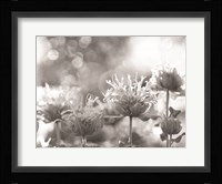 Wild Flowers IV Fine Art Print