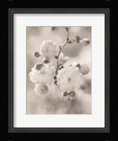 Painted Blossoms I Fine Art Print