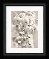 Painted Blossoms II Fine Art Print