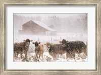 Cold Cows on the Farm Fine Art Print