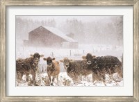 Cold Cows on the Farm Fine Art Print
