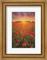 Poppies at Sunset Fine Art Print
