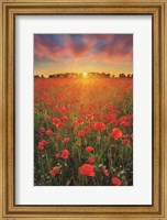 Poppies at Sunset Fine Art Print