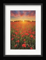 Poppies at Sunset Fine Art Print