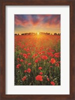 Poppies at Sunset Fine Art Print